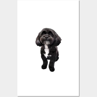 Shih Tzu Black Cute Puppy Dog Posters and Art